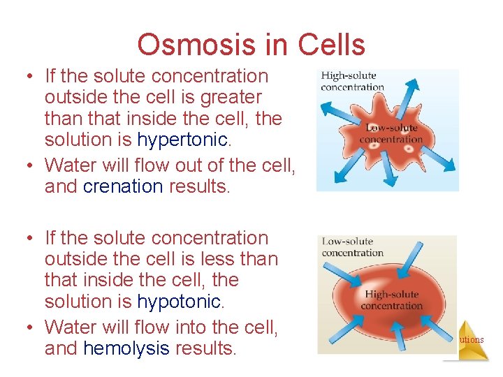 Osmosis in Cells • If the solute concentration outside the cell is greater than