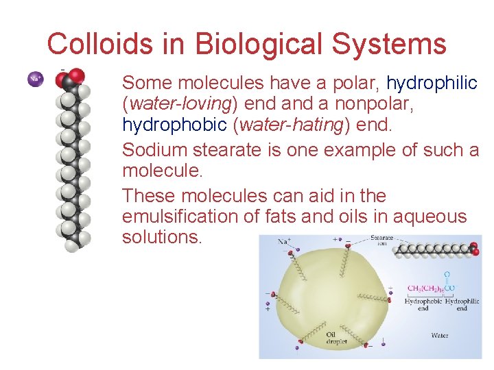 Colloids in Biological Systems • Some molecules have a polar, hydrophilic (water-loving) end a