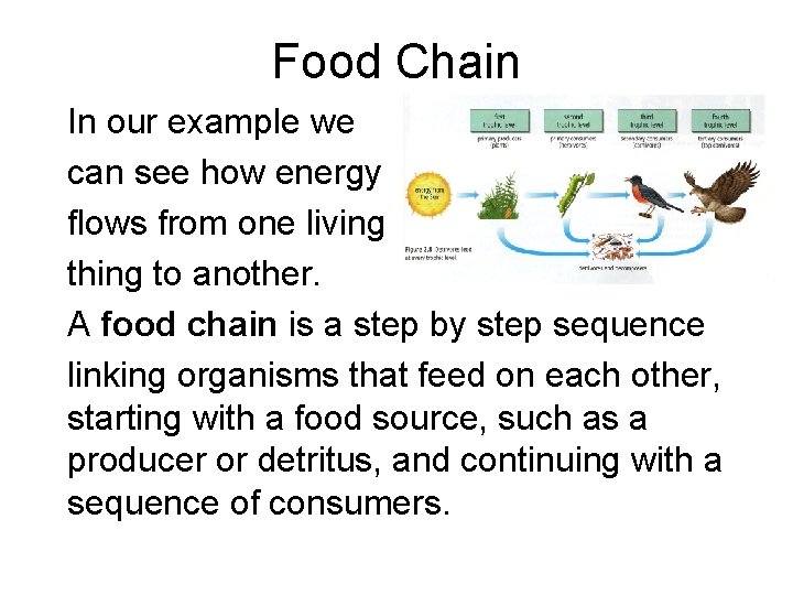 Food Chain In our example we can see how energy flows from one living