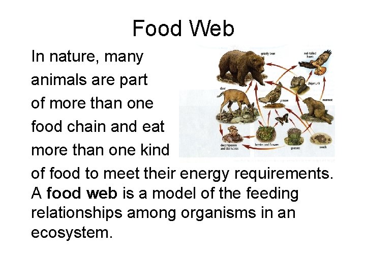 Food Web In nature, many animals are part of more than one food chain