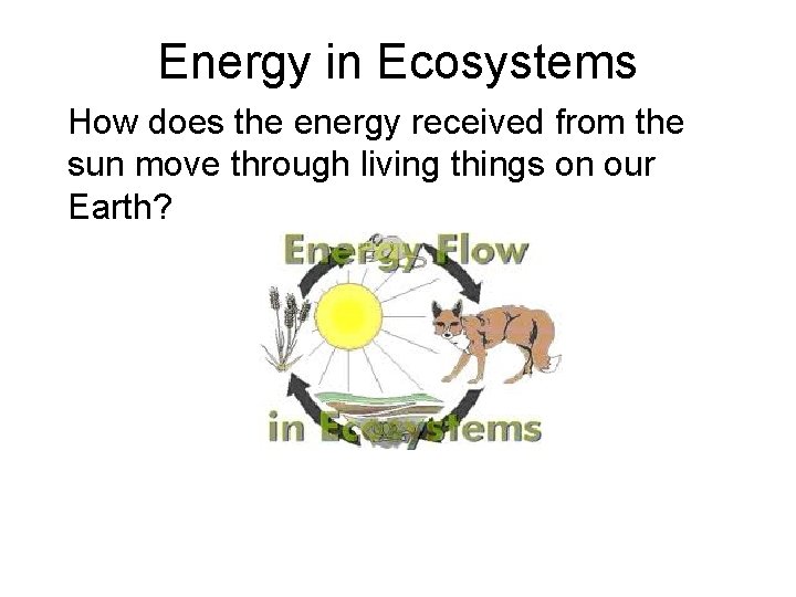 Energy in Ecosystems How does the energy received from the sun move through living