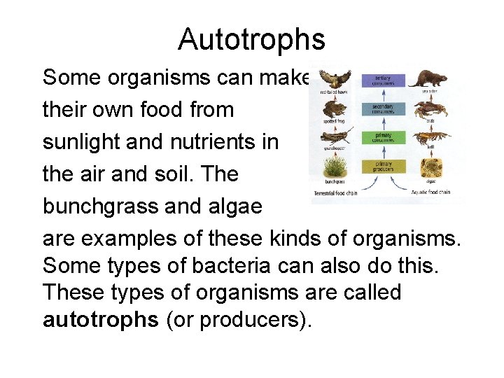 Autotrophs Some organisms can make their own food from sunlight and nutrients in the