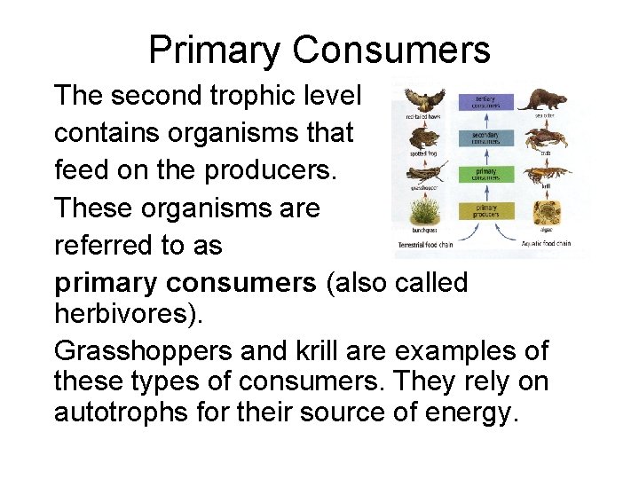 Primary Consumers The second trophic level contains organisms that feed on the producers. These