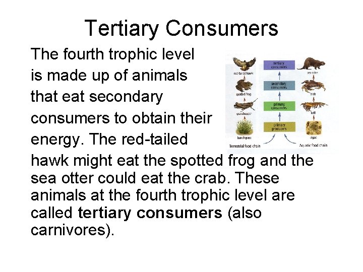 Tertiary Consumers The fourth trophic level is made up of animals that eat secondary