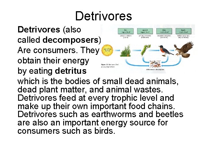 Detrivores (also called decomposers) Are consumers. They obtain their energy by eating detritus which