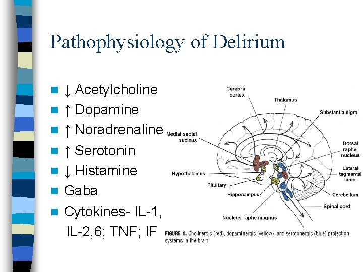 Pathophysiology of Delirium n n n n ↓ Acetylcholine ↑ Dopamine ↑ Noradrenaline ↑