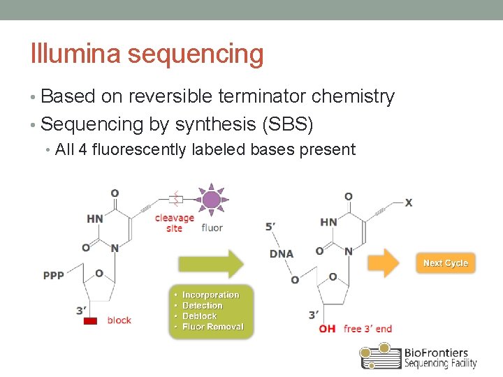 Illumina sequencing • Based on reversible terminator chemistry • Sequencing by synthesis (SBS) •