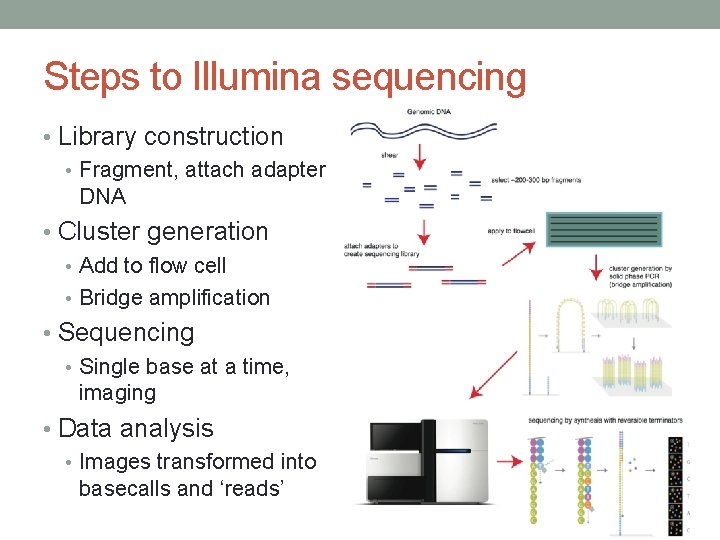 Steps to Illumina sequencing • Library construction • Fragment, attach adapter DNA • Cluster