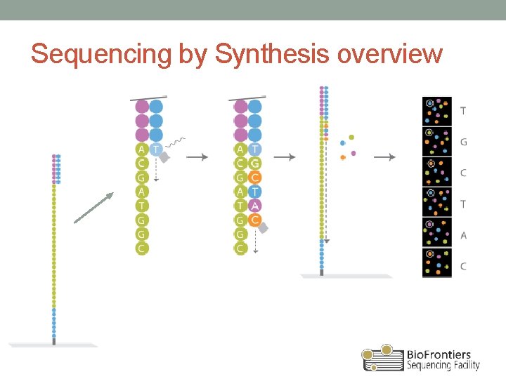 Sequencing by Synthesis overview 