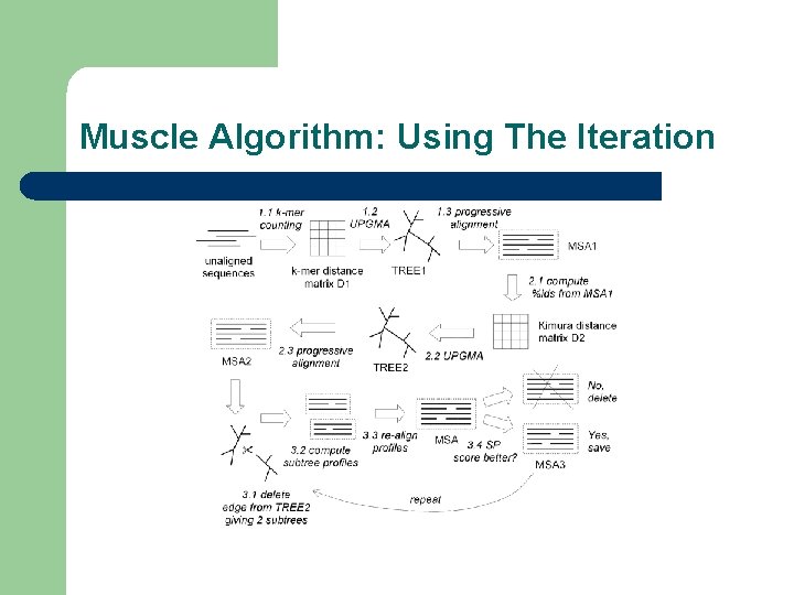 Muscle Algorithm: Using The Iteration 