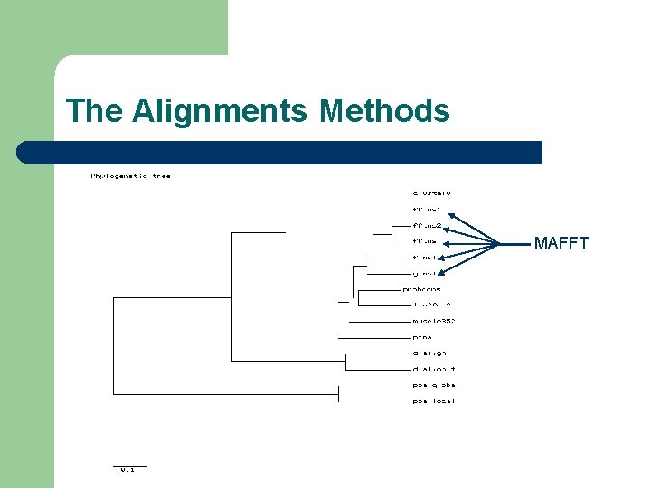 The Alignments Methods MAFFT 