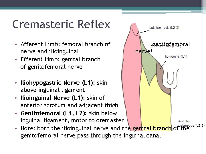 Cremasteric Reflex • Afferent Limb: femoral branch of nerve and ilioinguinal • Efferent Limb: Cremasteric Reflex • Afferent Limb: femoral branch of nerve and ilioinguinal • Efferent Limb: