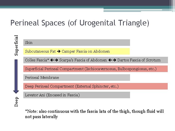 Superficial Perineal Spaces (of Urogenital Triangle) Skin Subcutaneous Fat Camper Fascia on Abdomen Colles Superficial Perineal Spaces (of Urogenital Triangle) Skin Subcutaneous Fat Camper Fascia on Abdomen Colles