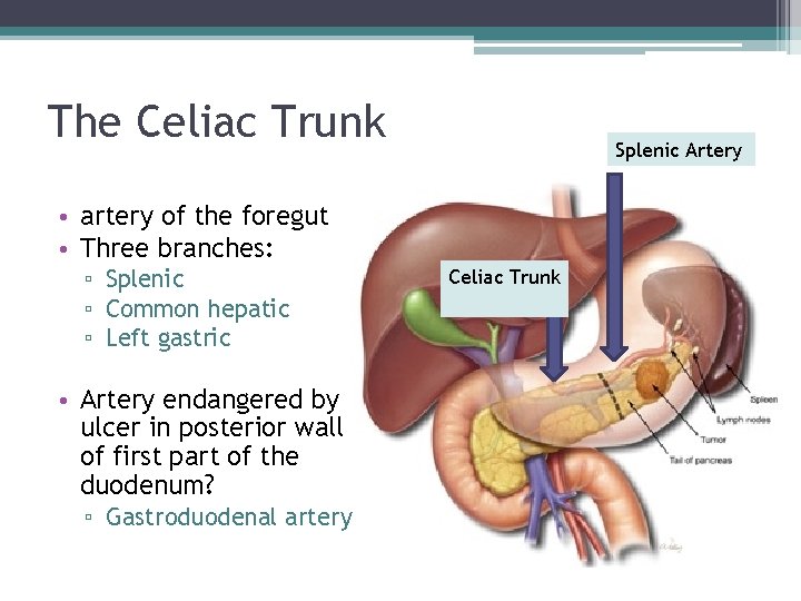 The Celiac Trunk Splenic Artery • artery of the foregut • Three branches: ▫ The Celiac Trunk Splenic Artery • artery of the foregut • Three branches: ▫