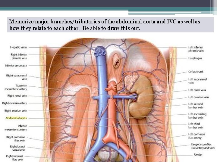Memorize major branches/tributaries of the abdominal aorta and IVC as well as how they Memorize major branches/tributaries of the abdominal aorta and IVC as well as how they