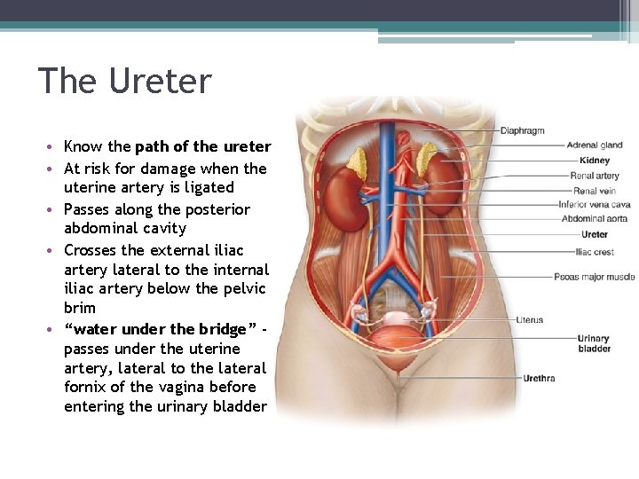 The Ureter • Know the path of the ureter • At risk for damage The Ureter • Know the path of the ureter • At risk for damage