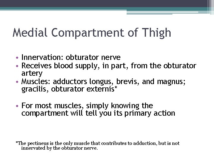 Medial Compartment of Thigh • Innervation: obturator nerve • Receives blood supply, in part, Medial Compartment of Thigh • Innervation: obturator nerve • Receives blood supply, in part,