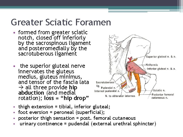 Greater Sciatic Foramen • formed from greater sciatic notch, closed off inferiorly by the Greater Sciatic Foramen • formed from greater sciatic notch, closed off inferiorly by the