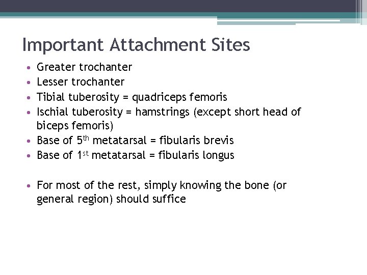 Important Attachment Sites Greater trochanter Lesser trochanter Tibial tuberosity = quadriceps femoris Ischial tuberosity Important Attachment Sites Greater trochanter Lesser trochanter Tibial tuberosity = quadriceps femoris Ischial tuberosity