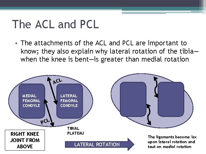 The ACL and PCL • The attachments of the ACL and PCL are important The ACL and PCL • The attachments of the ACL and PCL are important