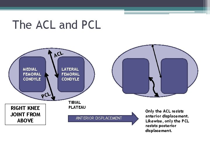 The ACL and PCL ACL MEDIAL FEMORAL CONDYLE LATERAL FEMORAL CONDYLE PCL RIGHT KNEE The ACL and PCL ACL MEDIAL FEMORAL CONDYLE LATERAL FEMORAL CONDYLE PCL RIGHT KNEE