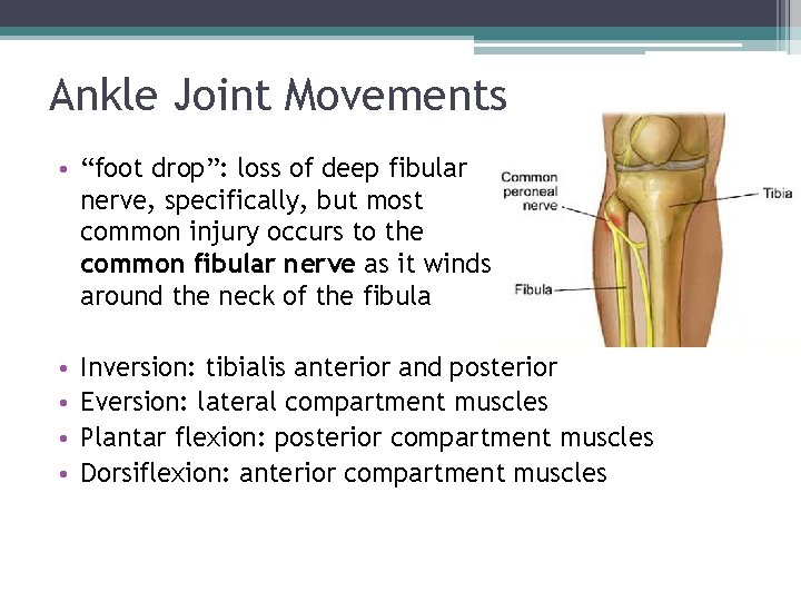 Ankle Joint Movements • “foot drop”: loss of deep fibular nerve, specifically, but most Ankle Joint Movements • “foot drop”: loss of deep fibular nerve, specifically, but most