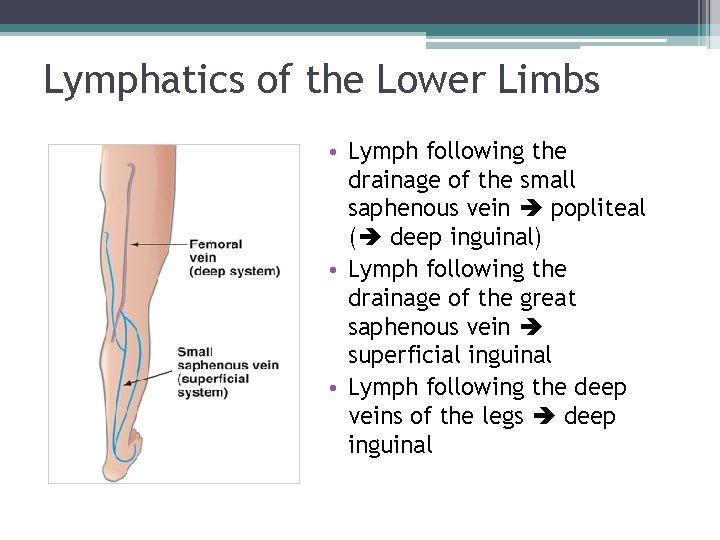 Lymphatics of the Lower Limbs • Lymph following the drainage of the small saphenous Lymphatics of the Lower Limbs • Lymph following the drainage of the small saphenous