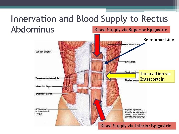 Innervation and Blood Supply to Rectus Blood Supply via Superior Epigastric Abdominus Semilunar Line Innervation and Blood Supply to Rectus Blood Supply via Superior Epigastric Abdominus Semilunar Line