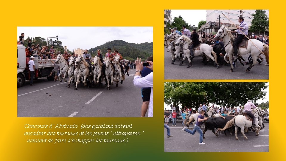  Concours d’ Abrivado (des gardians doivent encadrer des taureaux et les jeunes ‘