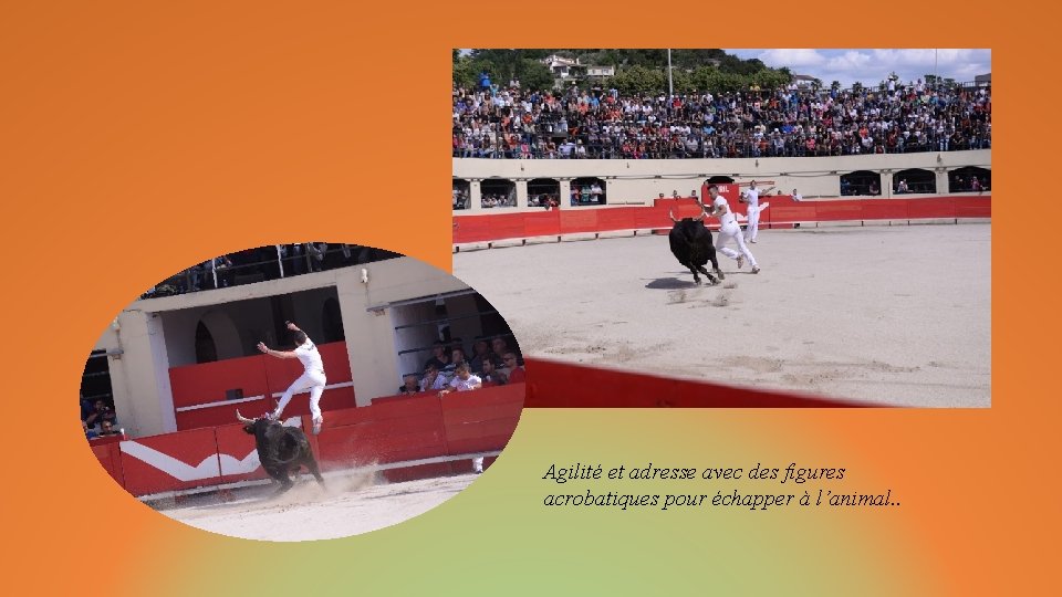 Agilité et adresse avec des figures acrobatiques pour échapper à l’animal. . 