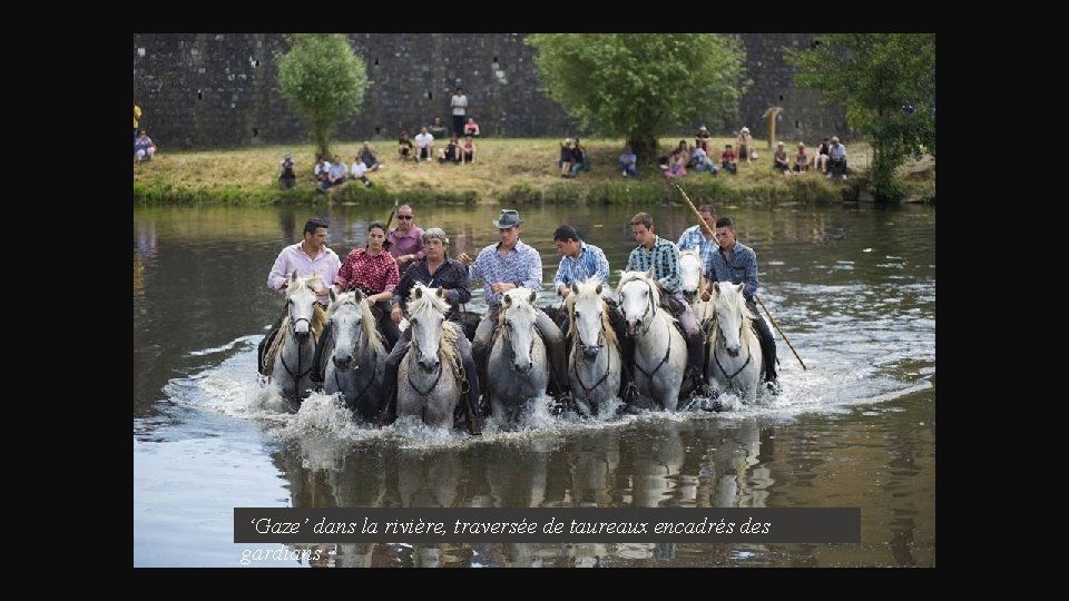  ‘Gaze’ dans la rivière, traversée de taureaux encadrés des gardians 