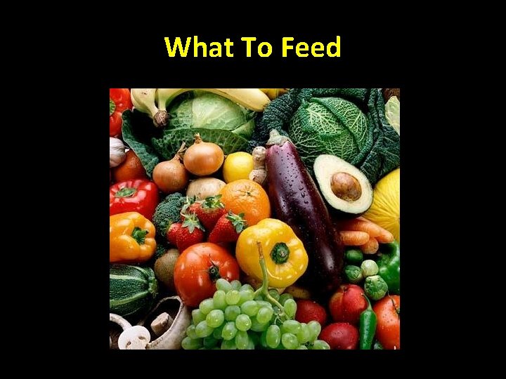 What To Feed 