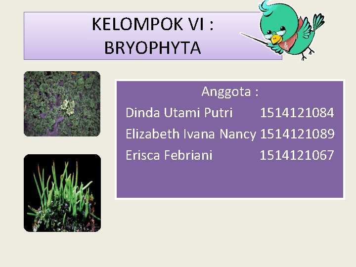 KELOMPOK VI : BRYOPHYTA Anggota : Dinda Utami Putri 1514121084 Elizabeth Ivana Nancy 1514121089