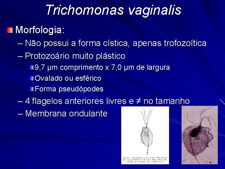 Trichomonas vaginalis Morfologia: – Não possui a forma cística, apenas trofozoítica – Protozoário muito