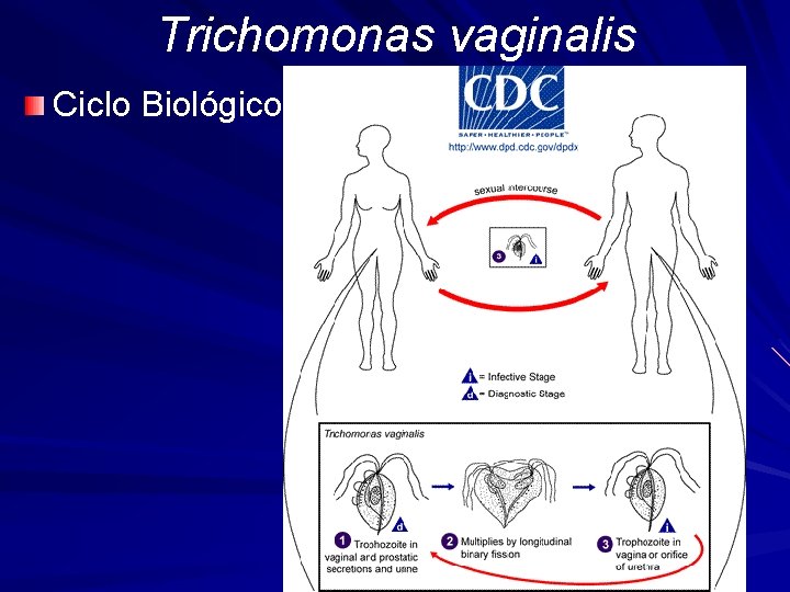 Trichomonas vaginalis Ciclo Biológico 