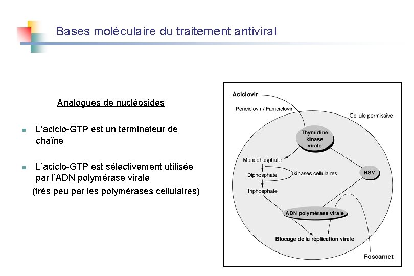 Bases moléculaire du traitement antiviral Analogues de nucléosides n n L’aciclo-GTP est un terminateur