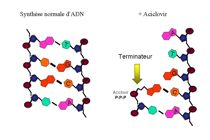 Synthèse normale d’ADN + Aciclovir A P P T G P Terminateur P T