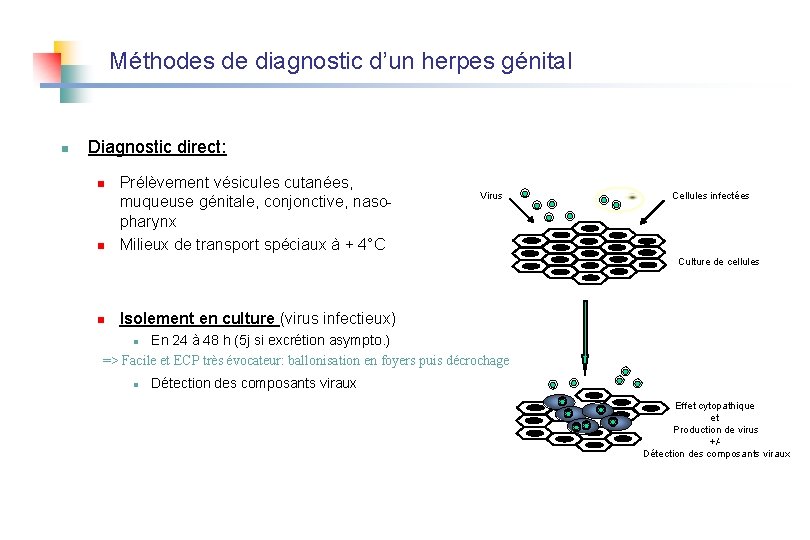 Méthodes de diagnostic d’un herpes génital n Diagnostic direct: n n Prélèvement vésicules cutanées,