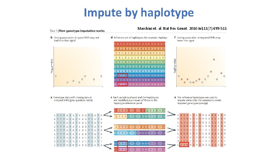 Impute by haplotype Marchini et. al. Nat Rev Genet. 2010 Jul; 11(7): 499 -511