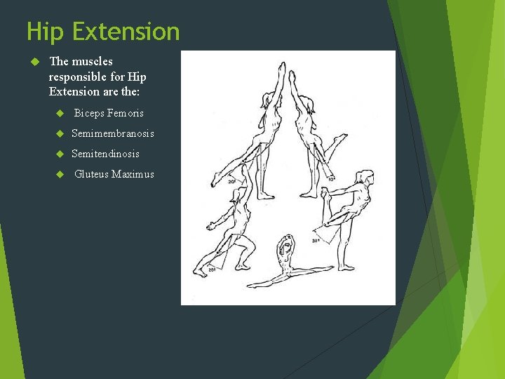 Hip Extension The muscles responsible for Hip Extension are the: Biceps Femoris Semimembranosis Semitendinosis