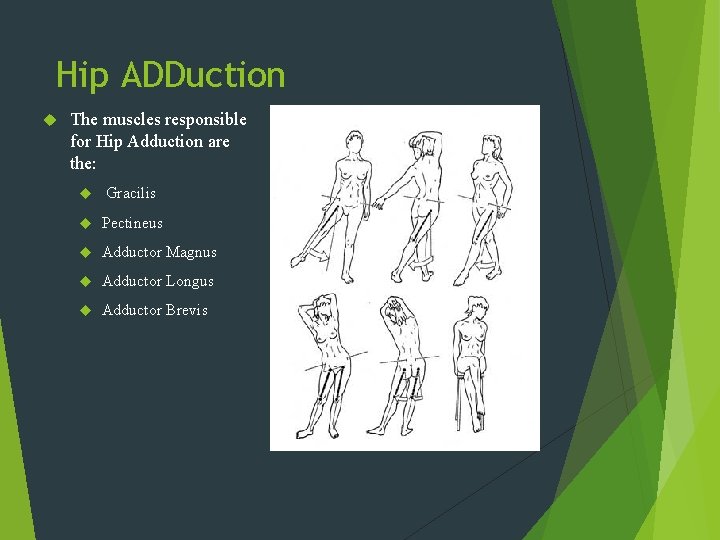 Hip ADDuction The muscles responsible for Hip Adduction are the: Gracilis Pectineus Adductor Magnus