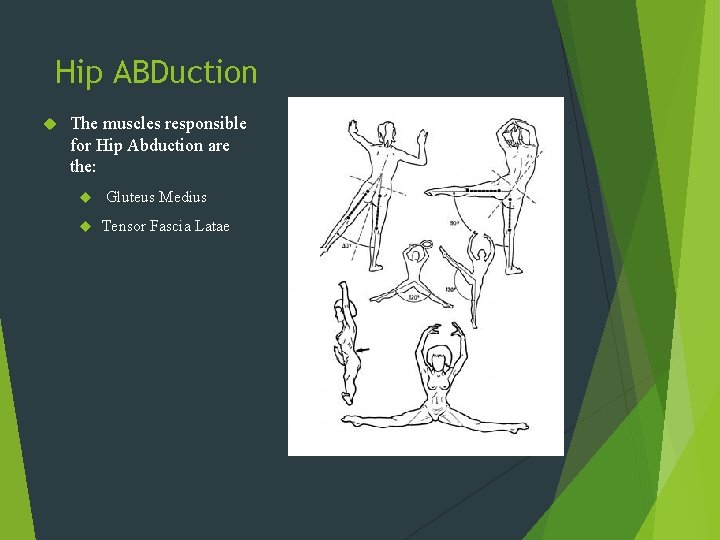 Hip ABDuction The muscles responsible for Hip Abduction are the: Gluteus Medius Tensor Fascia
