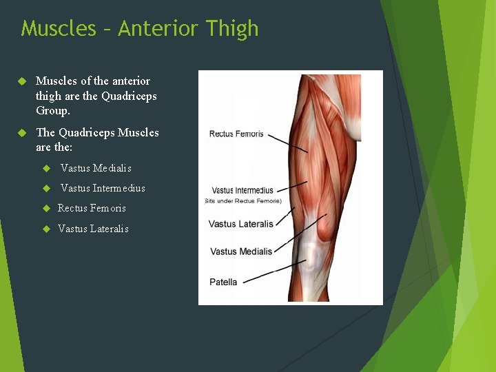 Muscles – Anterior Thigh Muscles of the anterior thigh are the Quadriceps Group. The