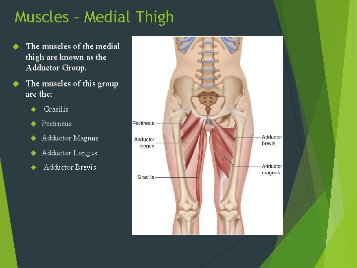 Muscles – Medial Thigh The muscles of the medial thigh are known as the