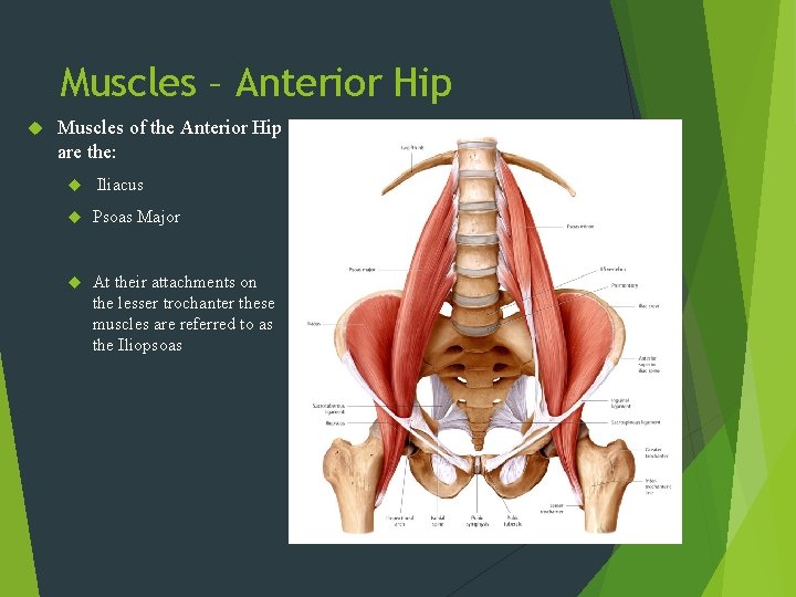 Muscles – Anterior Hip Muscles of the Anterior Hip are the: Iliacus Psoas Major