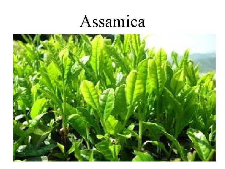 Assamica 