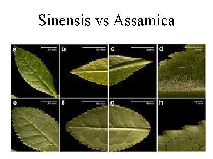 Sinensis vs Assamica 
