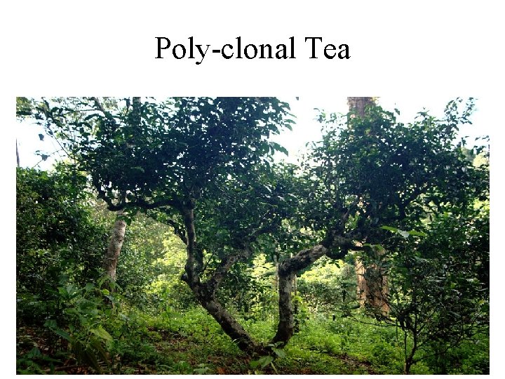 Poly-clonal Tea 