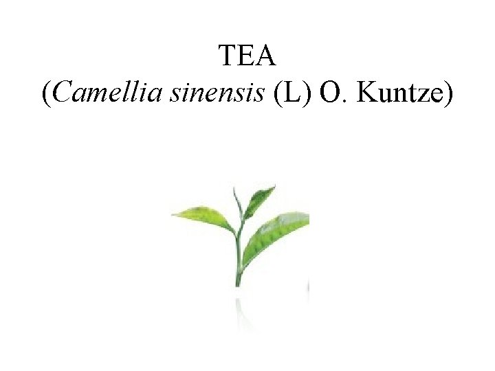 TEA (Camellia sinensis (L) O. Kuntze) 