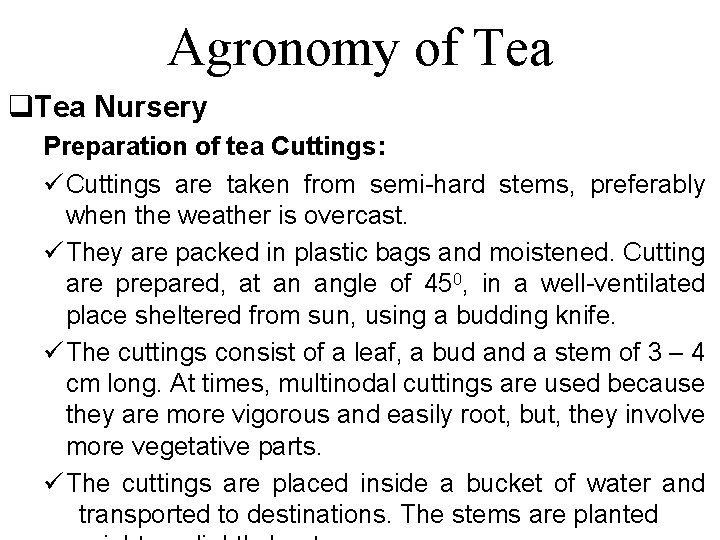 Agronomy of Tea q. Tea Nursery Preparation of tea Cuttings: ü Cuttings are taken